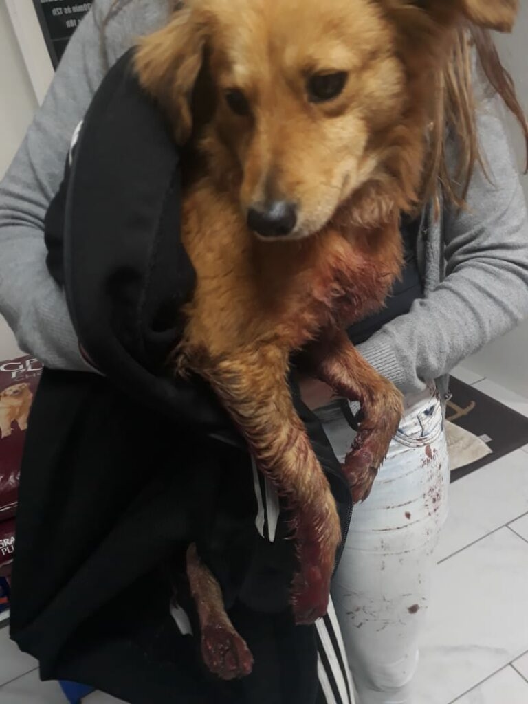 Cachorro amarrado em veículo é arrastado por quase um quilômetro em Curitibanos
