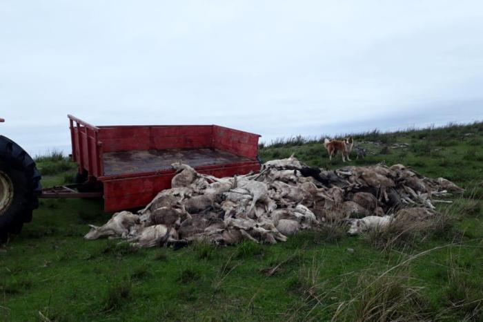 Variação térmica provoca morte de cerca de 2,7 mil ovelhas no Rio Grande do Sul