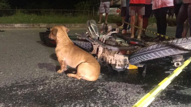 Cachorro enlutado “chora” em local de acidente de trânsito em SC