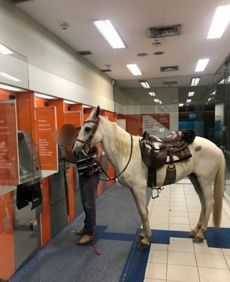 Dono leva cavalo para dentro de agência bancária e imagem viraliza