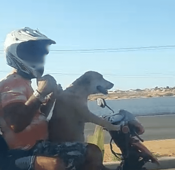 Vídeo que flagra cachorro ‘pilotando’ moto viraliza na internet