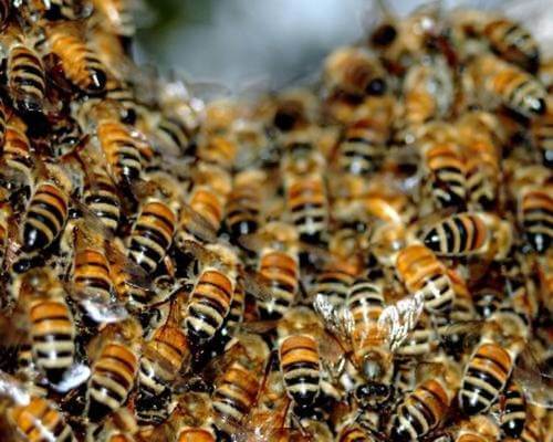 Corpo de Bombeiros de Capinzal atende ocorrência de ataque de abelhas