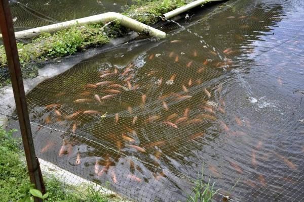 Produção de peixes cresce no Estado catarinense