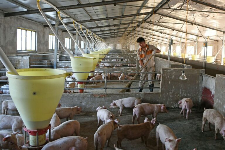 Crise da carne suína na China leva consumidores a disputar produto nos supermercados