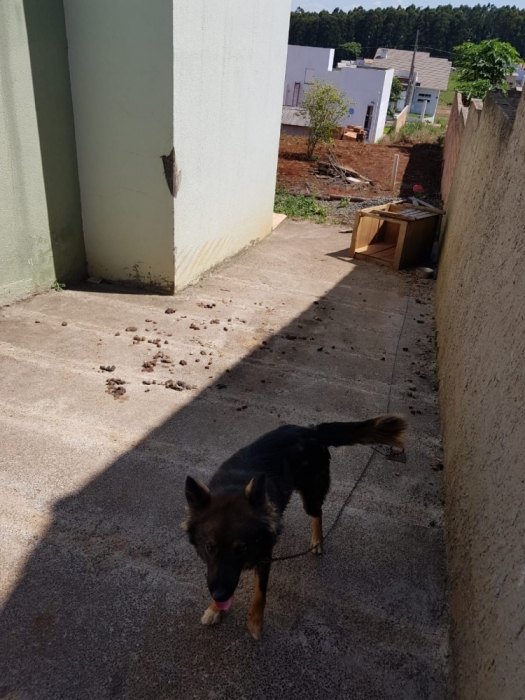 Polícia Civil identifica autor de maus-tratos contra cachorro, no Oeste