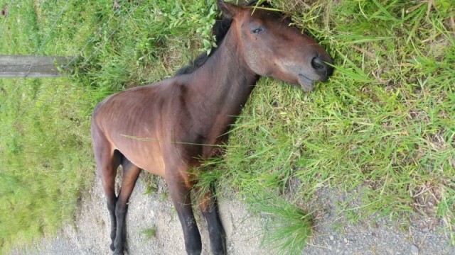 Cavalo morre em cidade catarinense e dono suspeita de mordida de morcego