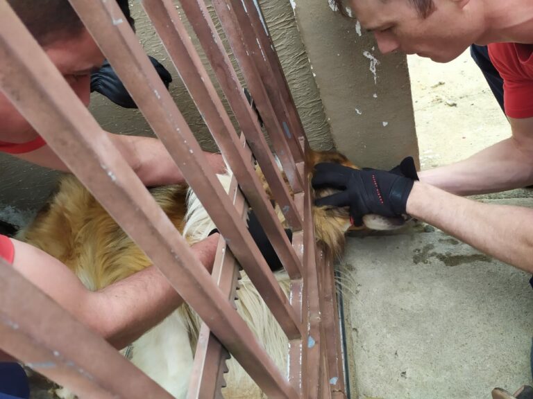 Cão que ficou com a cabeça presa em portão é resgatado pelo Corpo de Bombeiros