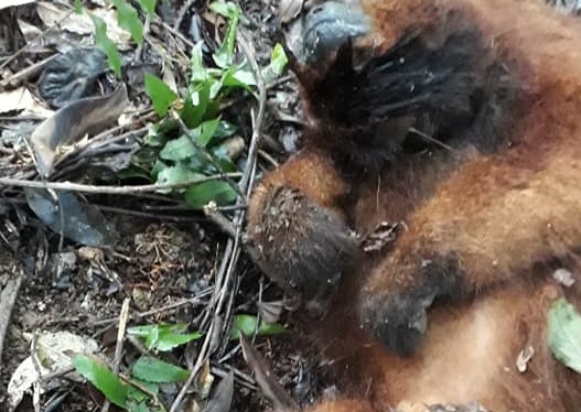 Dive-SC investiga suspeita de febre amarela em macaco encontrado morto em Rio Negrinho