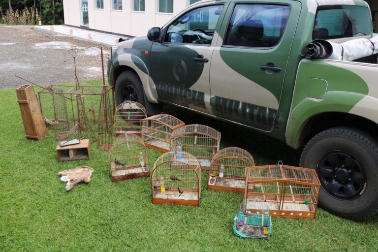 Polícia Militar Ambiental apreende aves silvestres no interior de Joaçaba