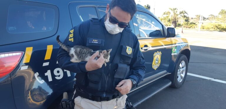 Filhote de gato é adotado por policial após ser arremessado de carro em SC