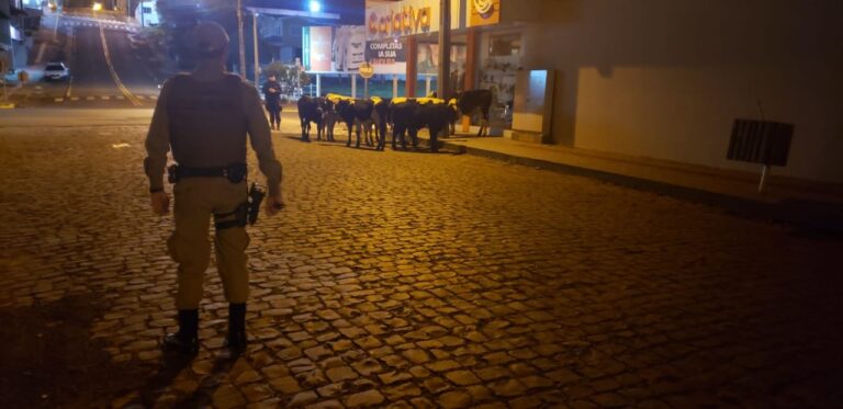 Polícia Militar é acionada para remover bovinos de via pública em Ponte Serrada