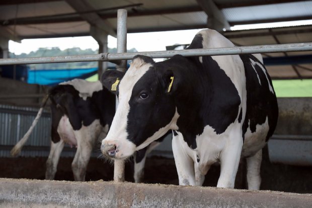SC exigirá rastreabilidade do leite para dar mais segurança ao consumidor