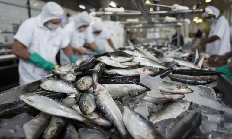 China diz ter encontrado coronavírus em peixe congelado do Brasil e suspende importação