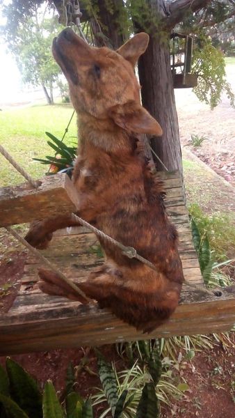 Cachorro de pequeno porte é encontrado enforcado em Jaborá