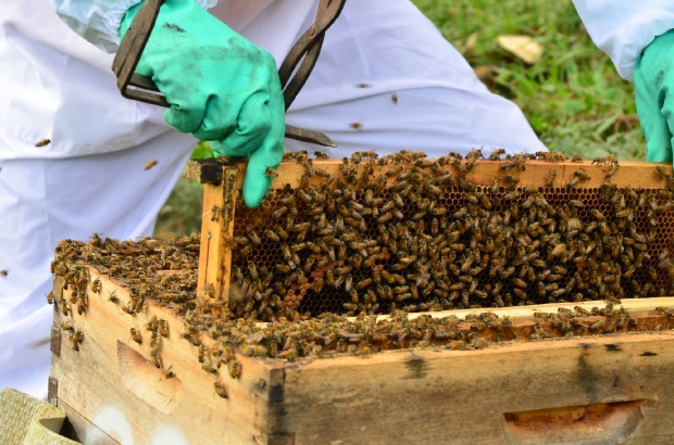 Secretaria da Agricultura orienta produtores rurais para evitar a mortandade de abelhas