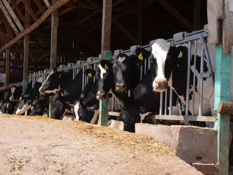 Seca força produtores a abater vacas leiteiras em Santa Catarina