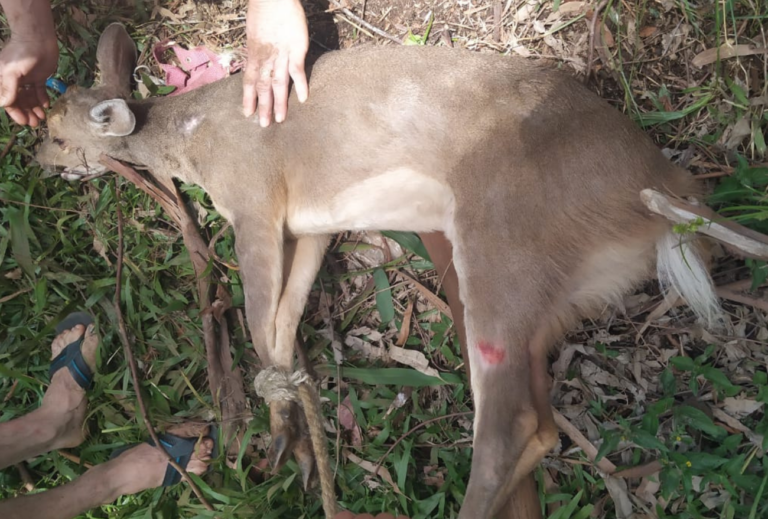 Bombeiros capturam cervo machucado no interior de Faxinal dos Guedes