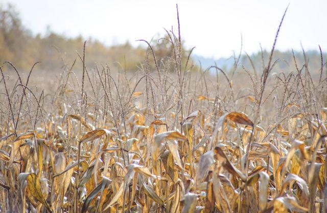 Milho: com seca, produção em Campos Novos deve sofrer perdas, diz Copercampos