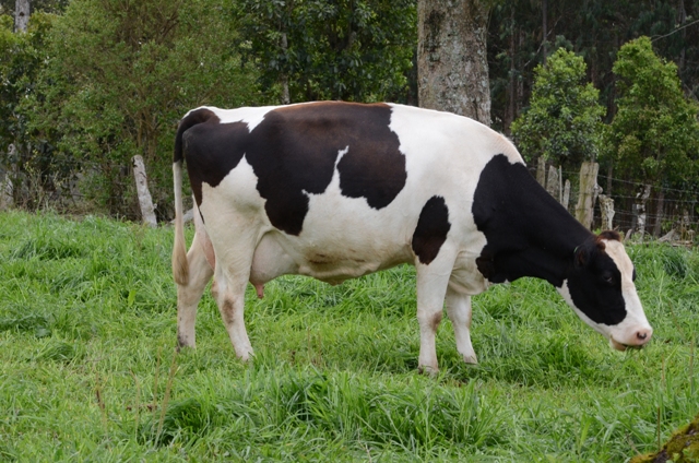 FAESC analisa medidas de apoio ao setor leiteiro