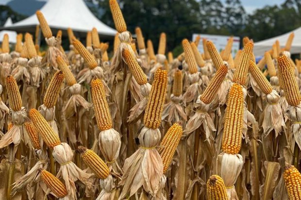 Câmara aprova projeto que dá benefício fiscal a produtores de milho