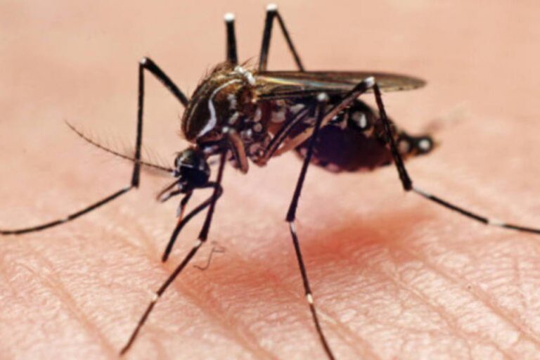 Ouro registra primeiro caso de dengue