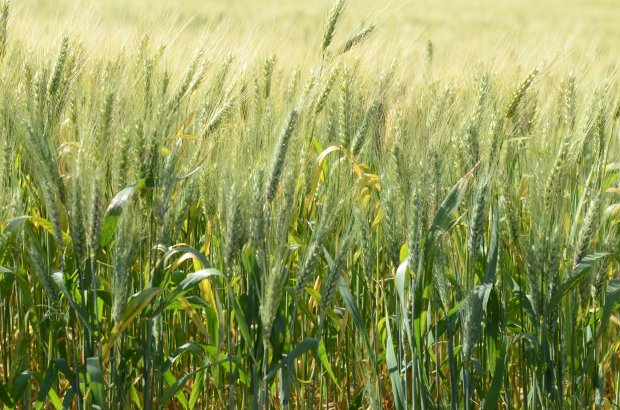 SC reforça a importância do cultivo de cereais de inverno para ração animal