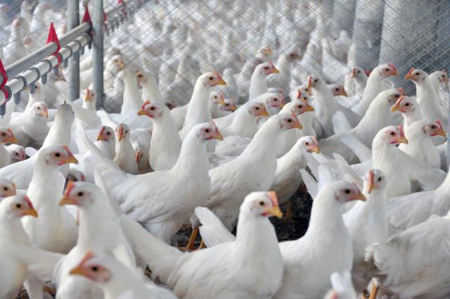 Ministério da Agricultura confirma mais um foco de gripe aviária em ave silvestre