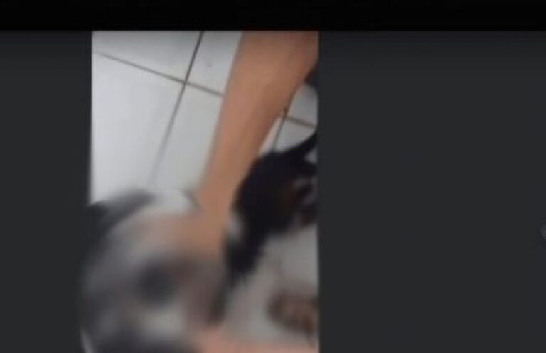 MP determina internação de jovem que torturou e matou cão em transmissão pela internet no RS
