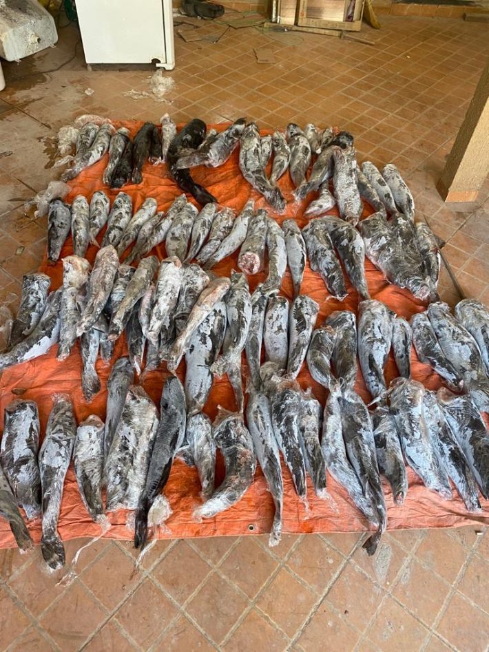 Quase 200 quilos de peixes de espécie ameaçada de extinção foram apreendidos na fronteira