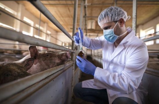 Brasil está atento para evitar entrada da peste suína africana