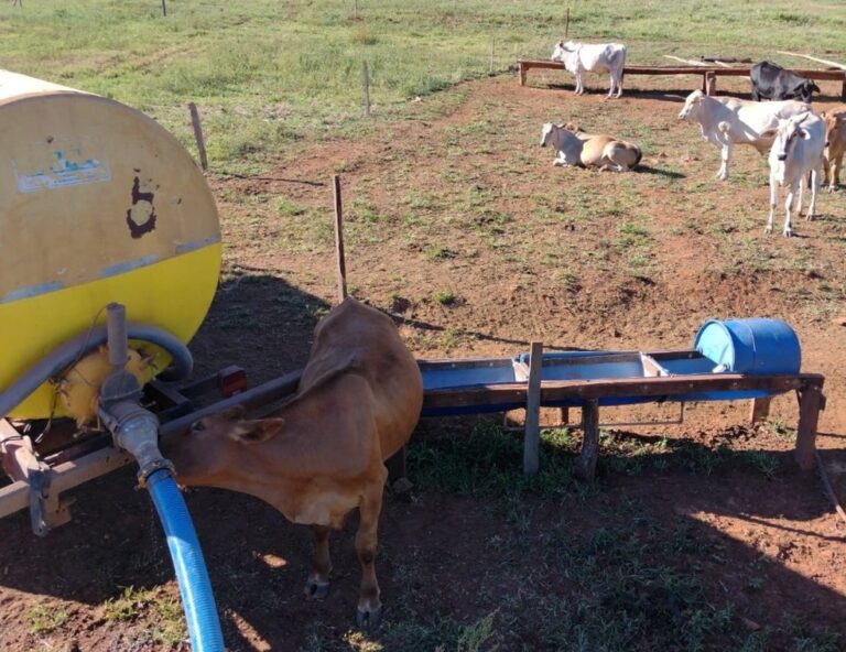 Estiagem faz gado beber água direto de caminhão-pipa em Aratiba, no RS
