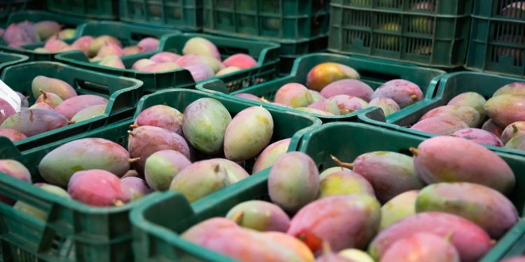 Brasil bate recorde histórico com mais de US$ 1 bilhão em exportação de frutas