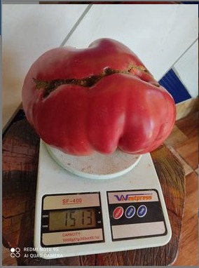 Agricultor de Irani colhe tomate gigante que pesa 1,5 kg
