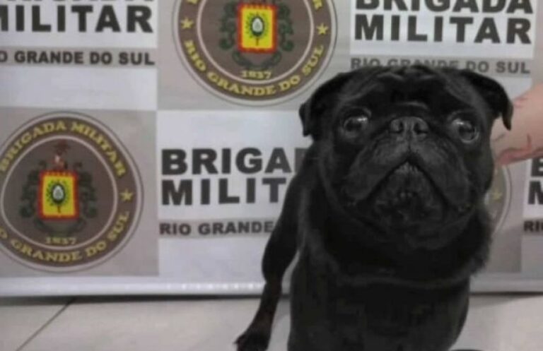 Brigada Militar prende homem que tentava vender cão que se perdeu no Ano Novo