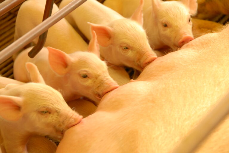 BRF produz carne suína com genética própria