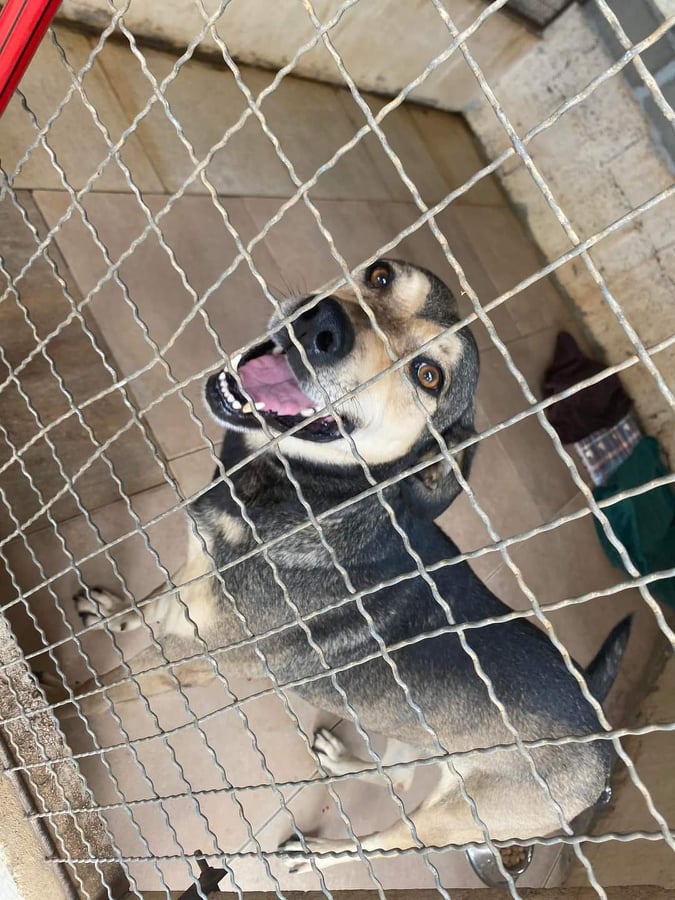 Suspeito de fazer sexo com cadela em Catanduvas é preso no litoral catarinense