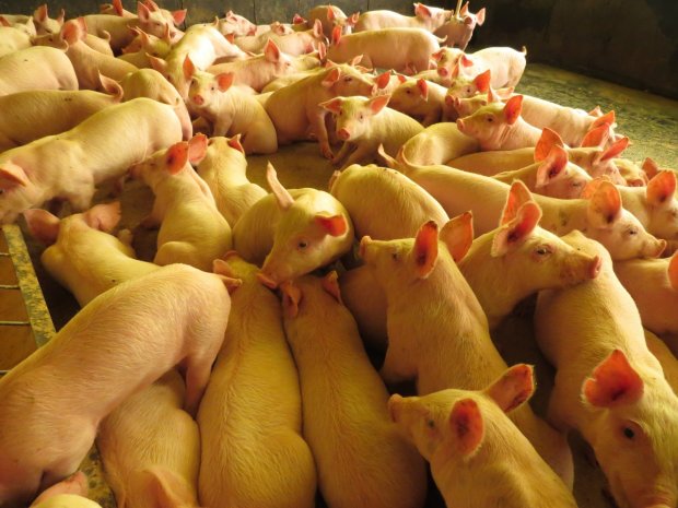 Exportação brasileira de carne suína cresce 17,8% em novembro