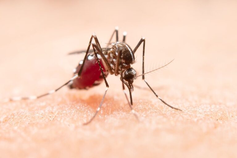 SC chega a 132 mil casos de dengue em 2024 e Secretaria da Saúde faz alerta para vacinação