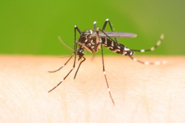 Número de casos da dengue sobe para 33 em Capinzal