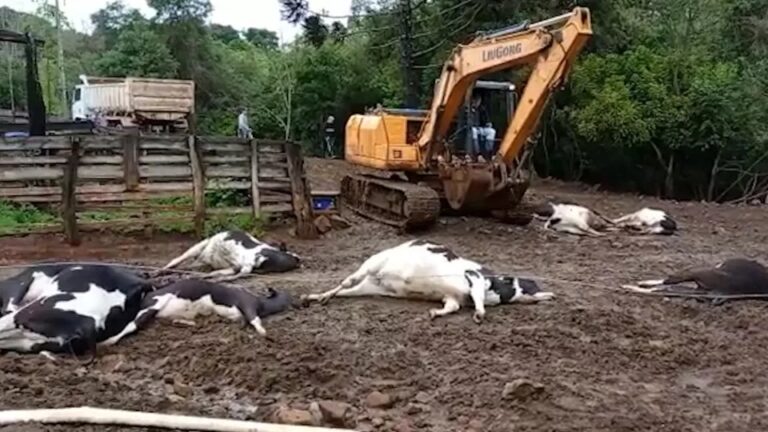 Descarga elétrica mata 19 vacas no interior do Paraná