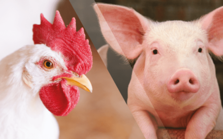 Custo total de produção de suínos e de frangos de corte recuam em março