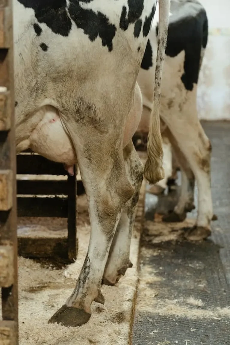 Mastite pode dar grande prejuízo aos produtores de leite