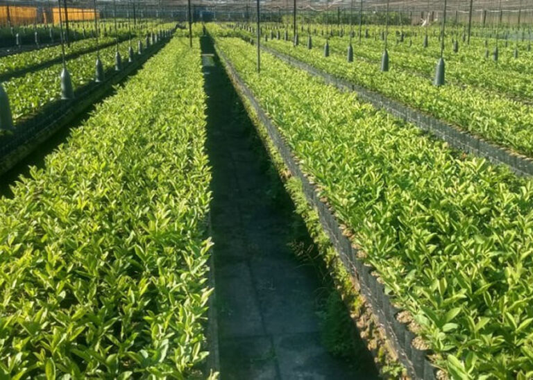 Pesquisa desenvolve primeira cultivar de goiaba resistente à praga que atinge as produções