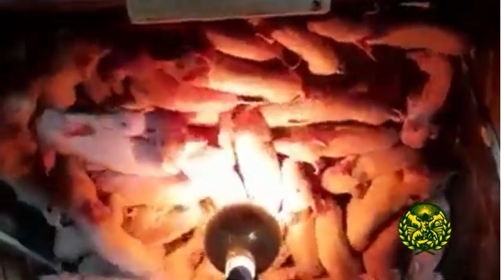 Porca dá à luz 41 leitões em Faxinal dos Guedes, no Oeste catarinense; vídeo
