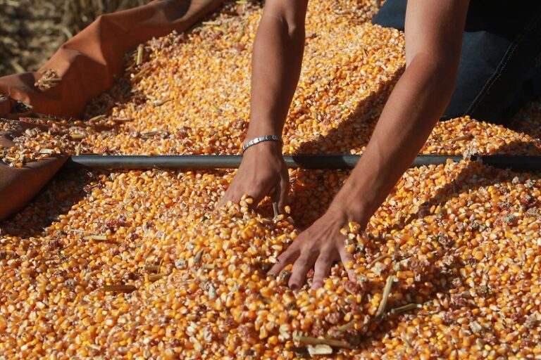 Terra Boa: Governo de SC garante R$ 110 milhões e 200 mil sacas de sementes de milho