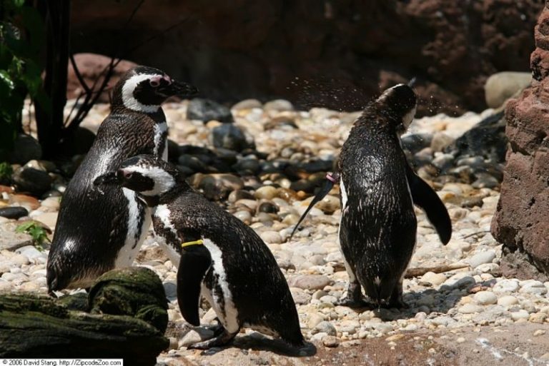 Dois casos de pinguins com gripe aviária são registrados em SC