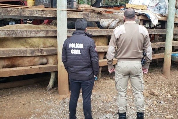 Polícias recupera em Vargem sete cabeças de gado furtado em São José do Cerrito