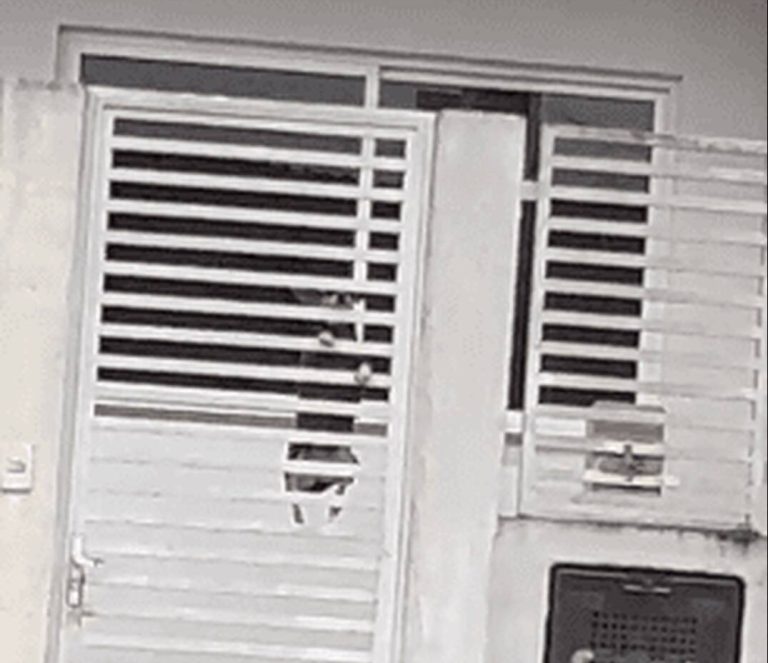 “Doguinho-aranha” é flagrado escalando portão de casa em Chapecó; veja imagens