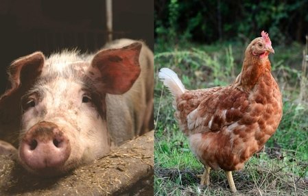Custos de produção de suínos e frangos de corte caem em março